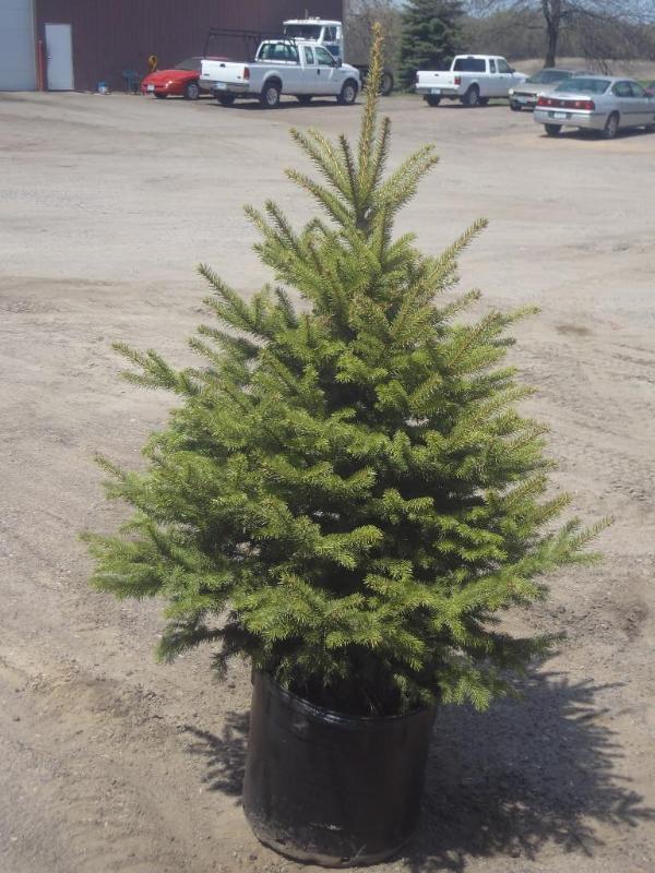 4ft Potted Colorado Spruce (File Ph...