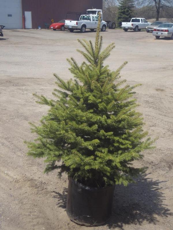4ft Potted Colorado Spruce (File Ph...
