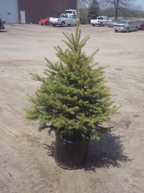 4ft Potted Colorado Spruce (File Ph...