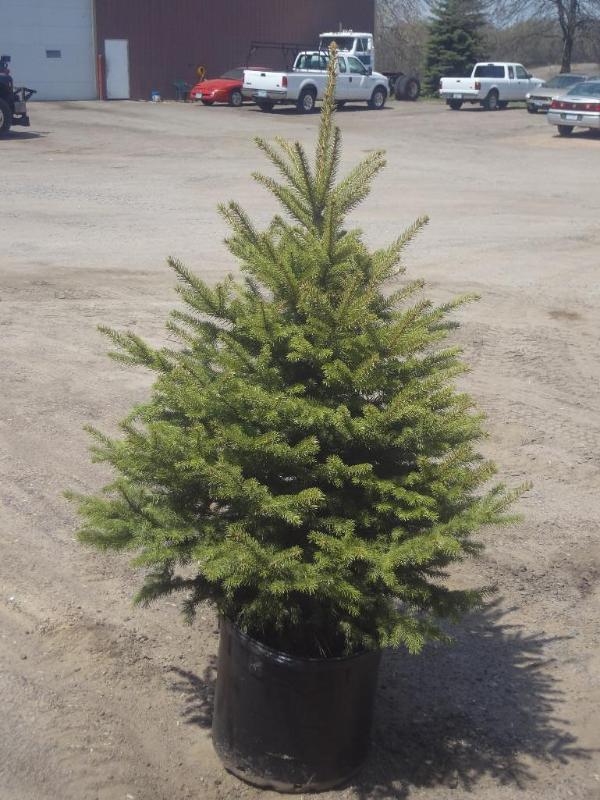 4ft Potted Colorado Spruce (File Ph...