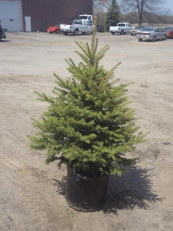 4ft Potted Colorado Spruce (File Ph...