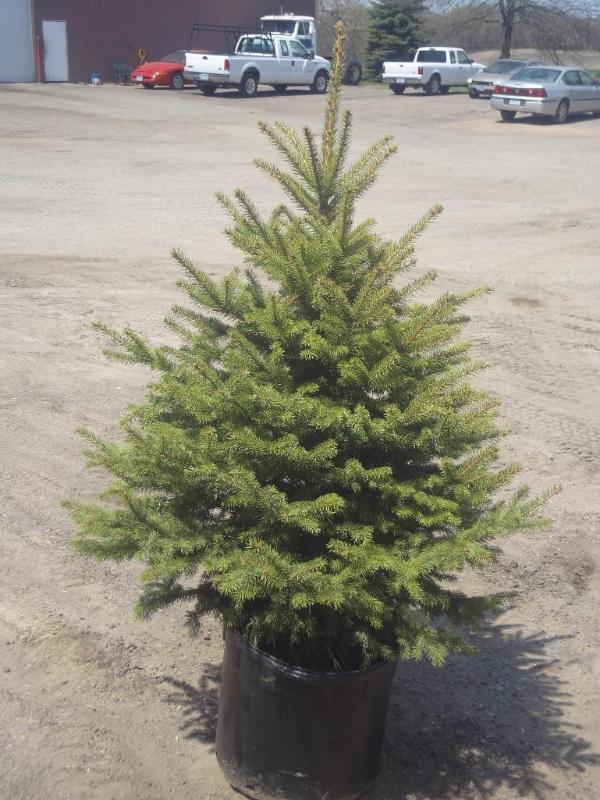 4ft Potted Colorado Spruce (File Ph...