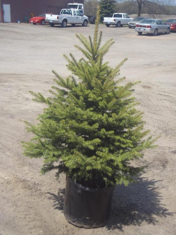 4ft Potted Colorado Spruce (File Ph...