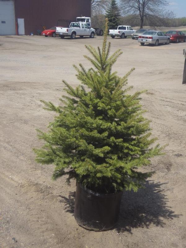 4ft Potted Colorado Spruce (File Ph...