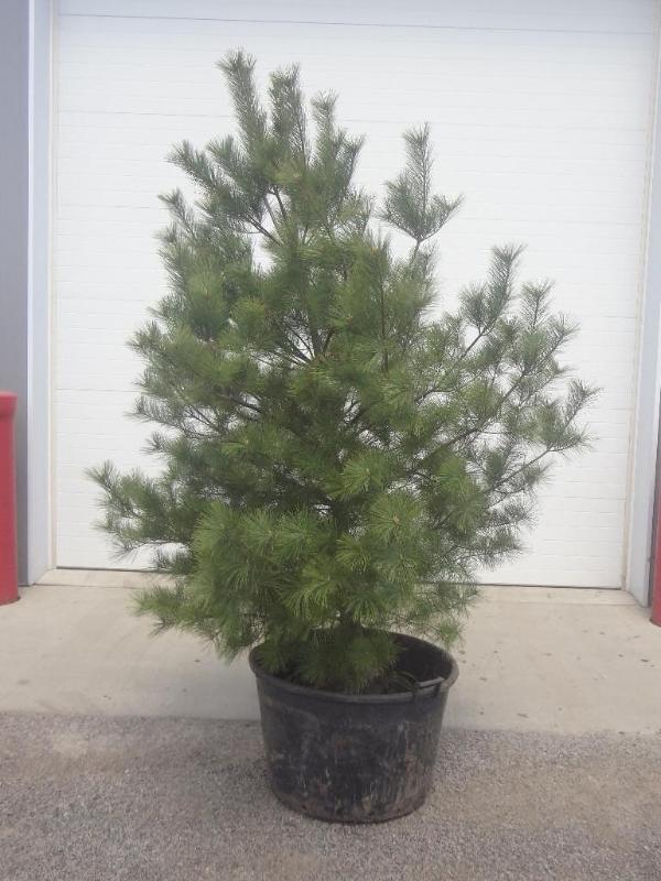 8ft Potted White Pine (File Photo)...