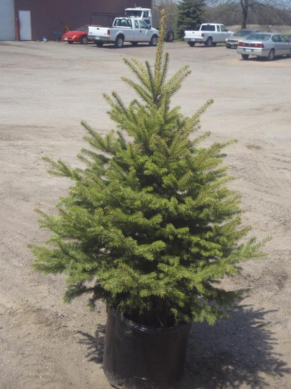4ft Potted Colorado Spruce (File Ph...