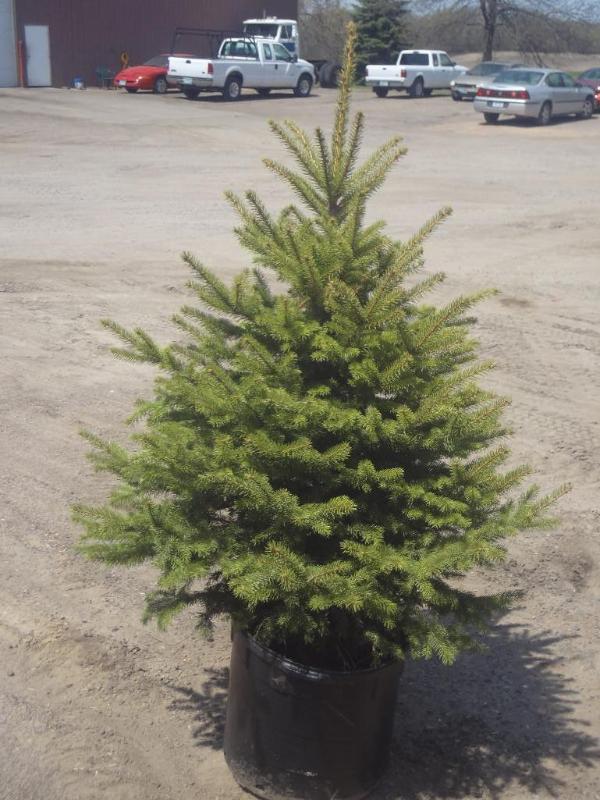 4ft Potted Colorado Spruce (File Ph...