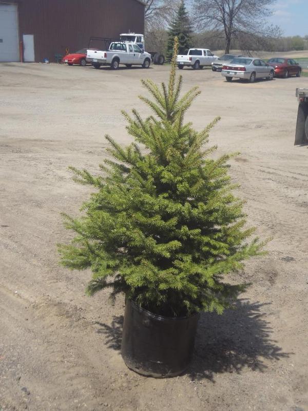 4ft Potted Colorado Spruce (File Ph...
