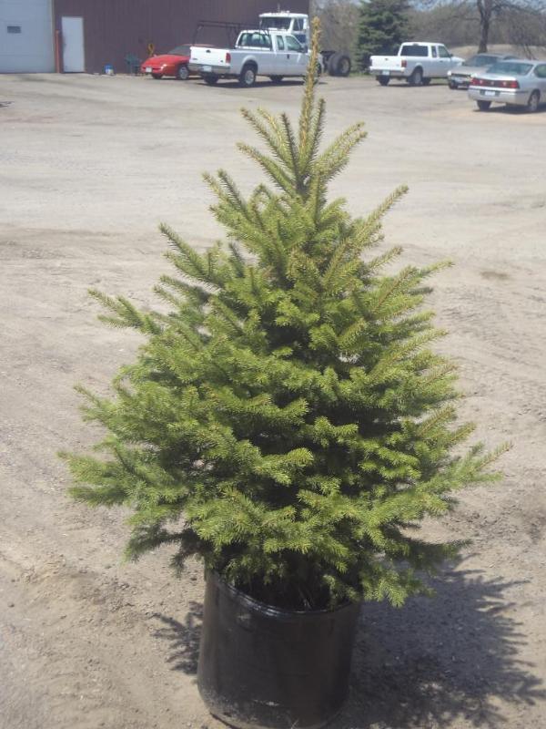 4ft Potted Colorado Spruce (File Ph...