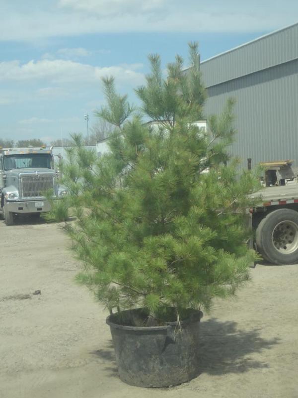 6ft Potted White Pine (File Photo)...