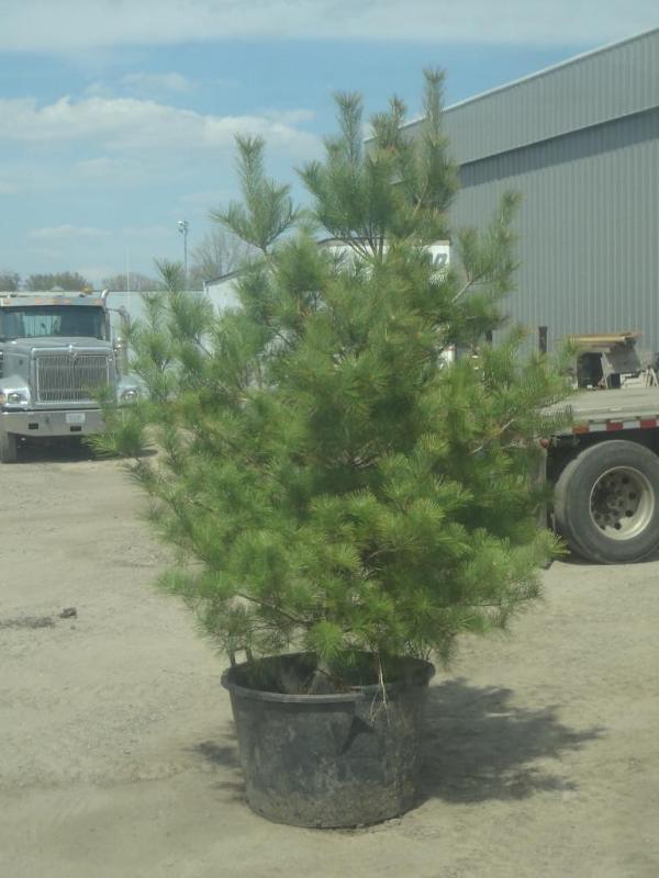 6ft Potted White Pine (File Photo)...