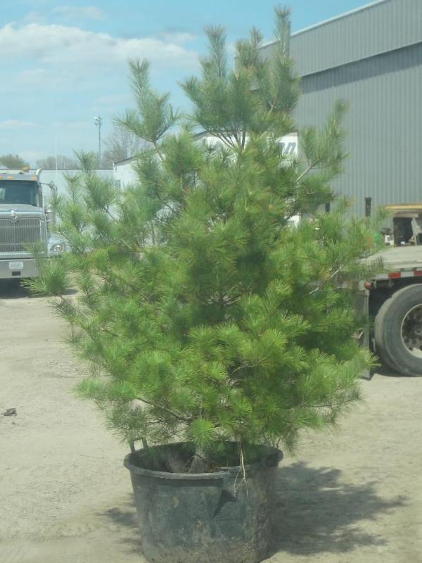 6ft Potted White Pine (File Photo)...