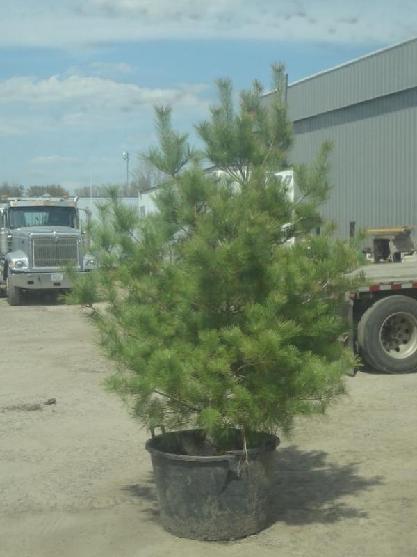 6ft Potted White Pine (File Photo)...