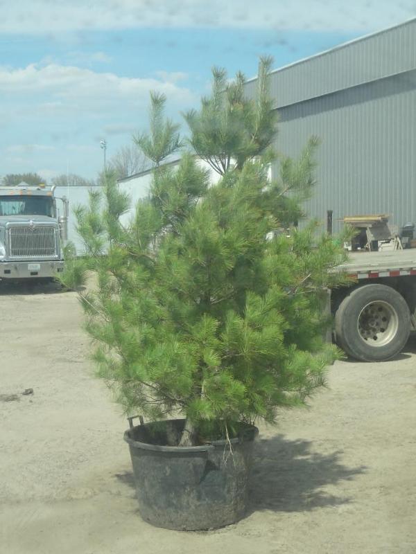 6ft Potted White Pine (File Photo)...