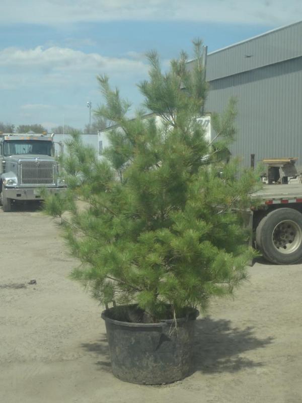 6ft Potted White Pine (File Photo)...