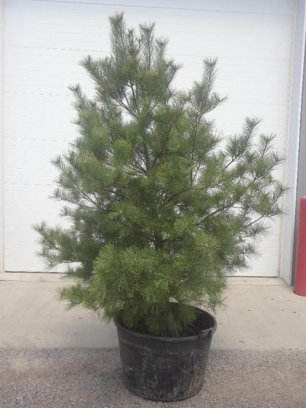 8ft Potted White Pine (File Photo)...