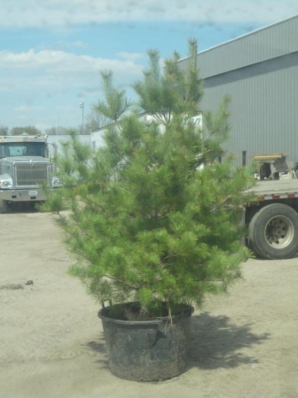 6ft Potted White Pine (File Photo)...