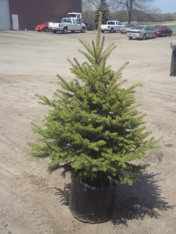 6ft Potted Black Hills Spruce (File...