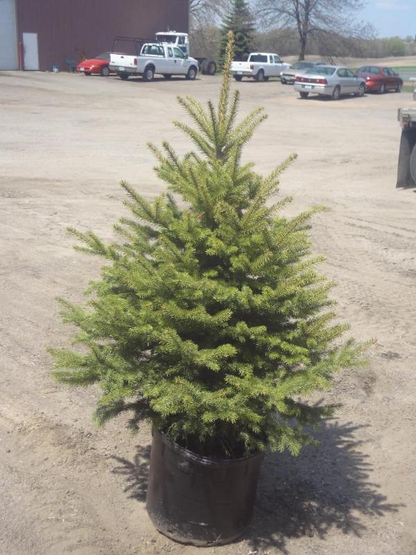 6ft Potted Black Hills Spruce (File...