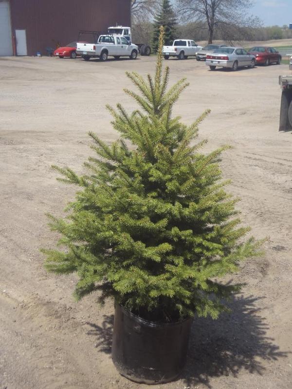 6ft Potted Black Hills Spruce (File...