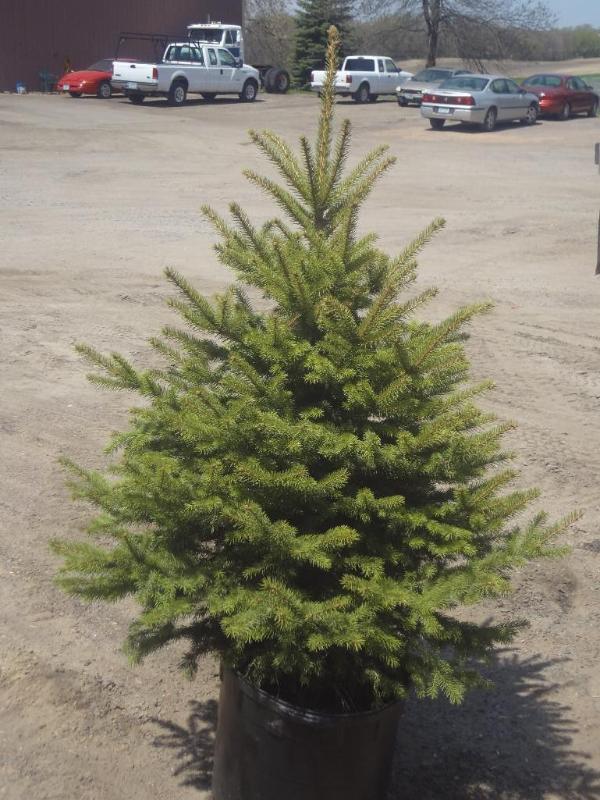 6ft Potted Black Hills Spruce (File...