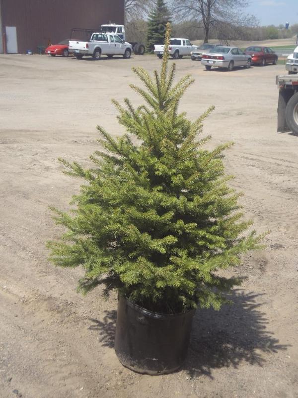 6ft Potted Black Hills Spruce (File...