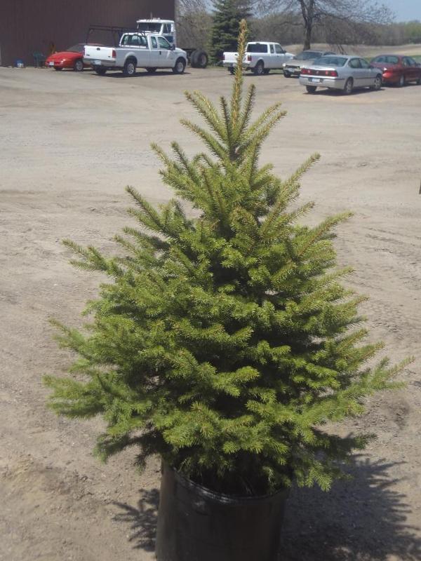 6ft Potted Black Hills Spruce (File...