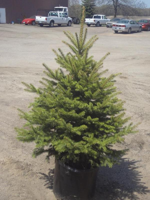 6ft Potted Black Hills Spruce (File...