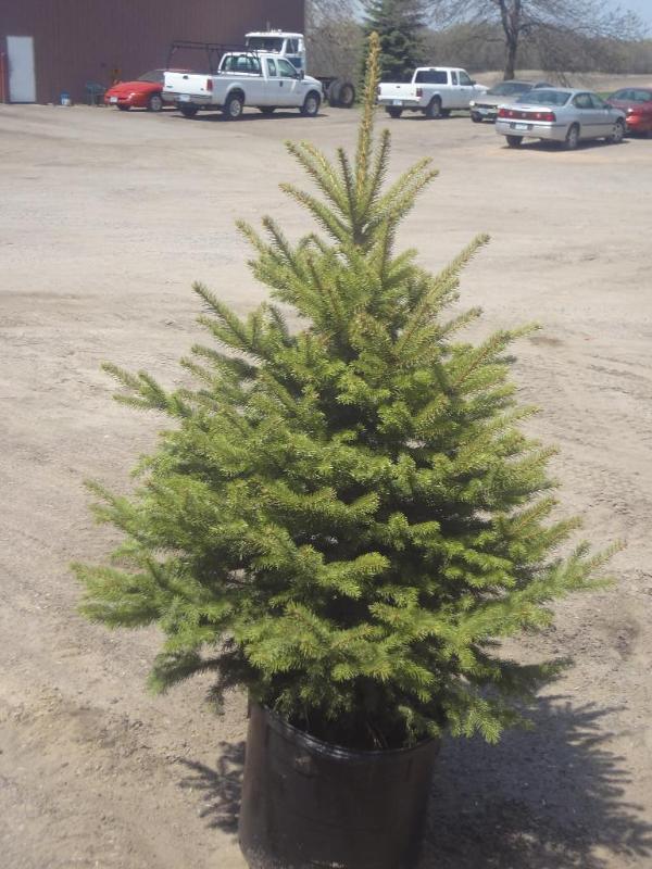 6ft Potted Black Hills Spruce (File...