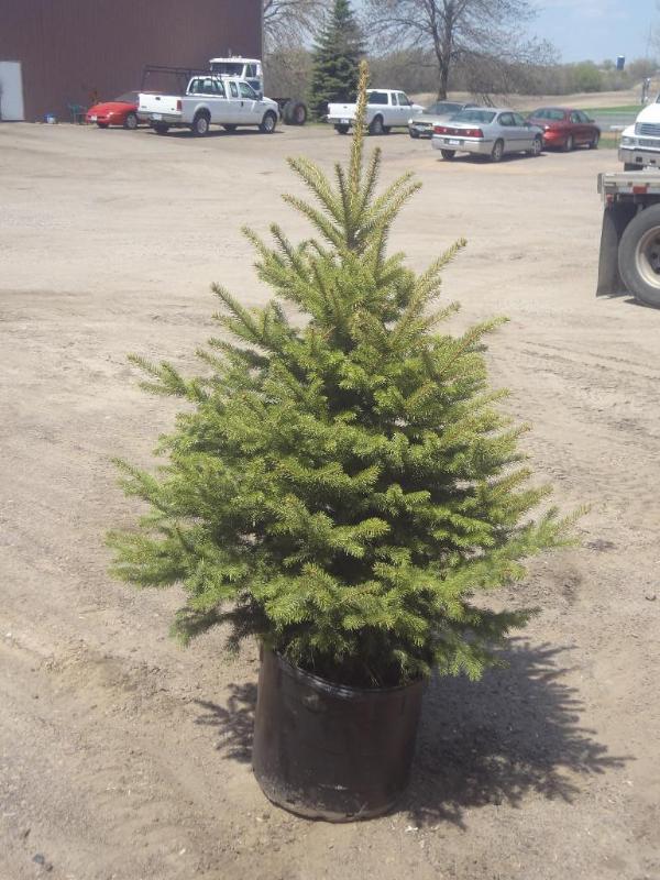 6ft Potted Black Hills Spruce (File...