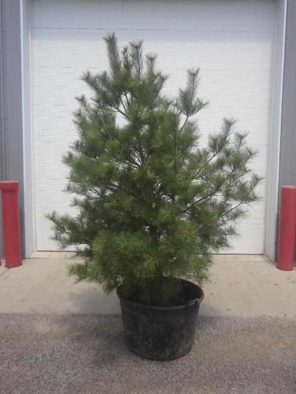 8ft Potted White Pine (File Photo)...