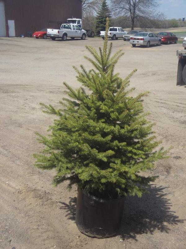 6ft Potted Black Hills Spruce (File...