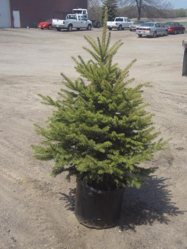 6ft Potted Black Hills Spruce (File...