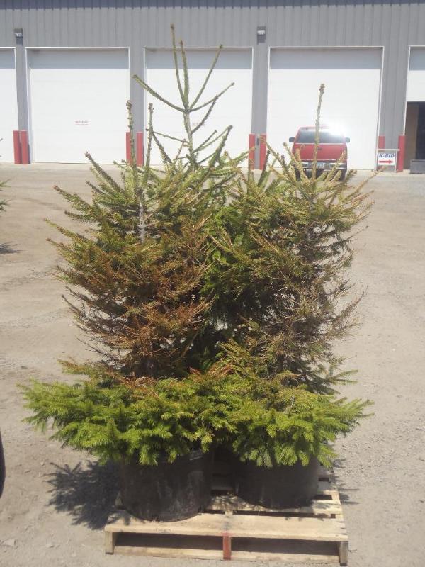 (3) Potted 4ft Spruce Trees...