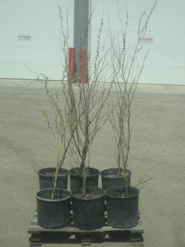 (6) Potted 4ft Corkscrew Willows...