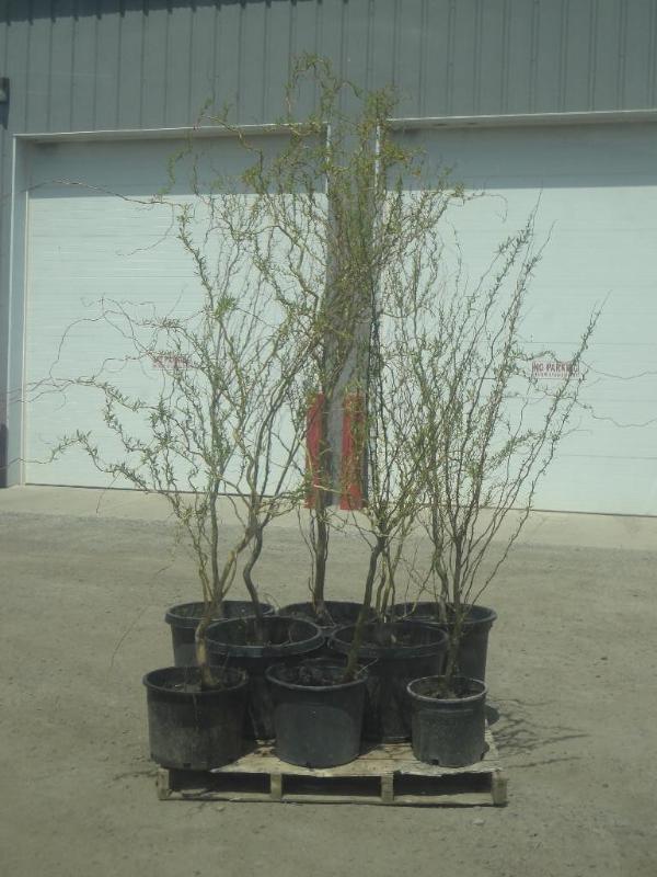 (7) Potted 4ft-8ft Corkscrew Willow...