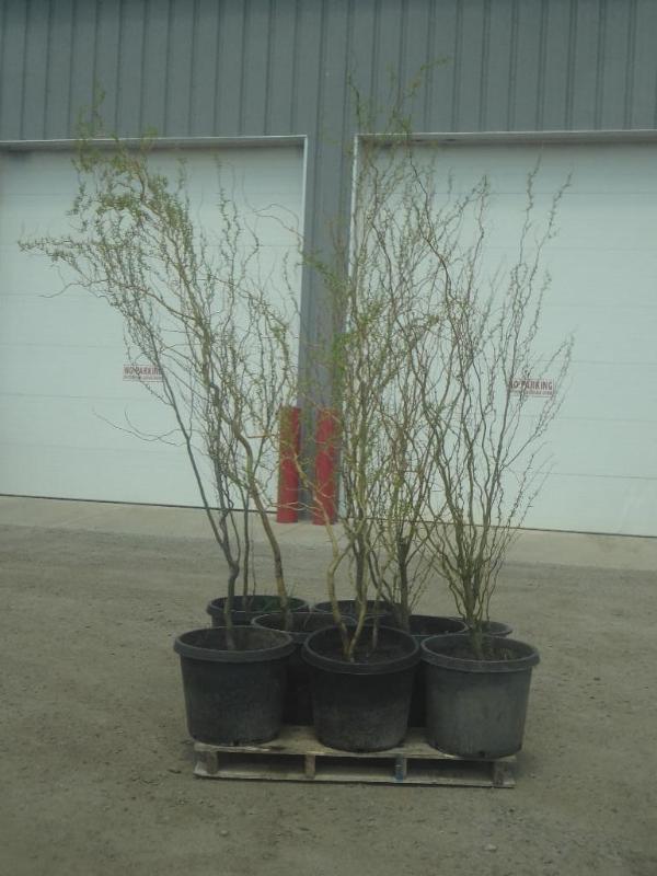(8) Potted 5ft-7ft Corkscrew Willow...