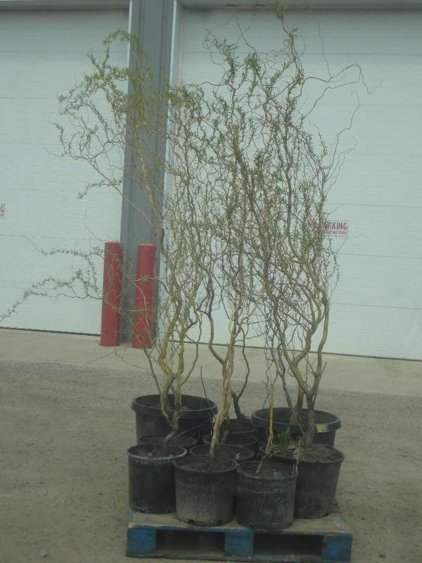 (11) Potted 4ft-8ft Corkscrew Willo...