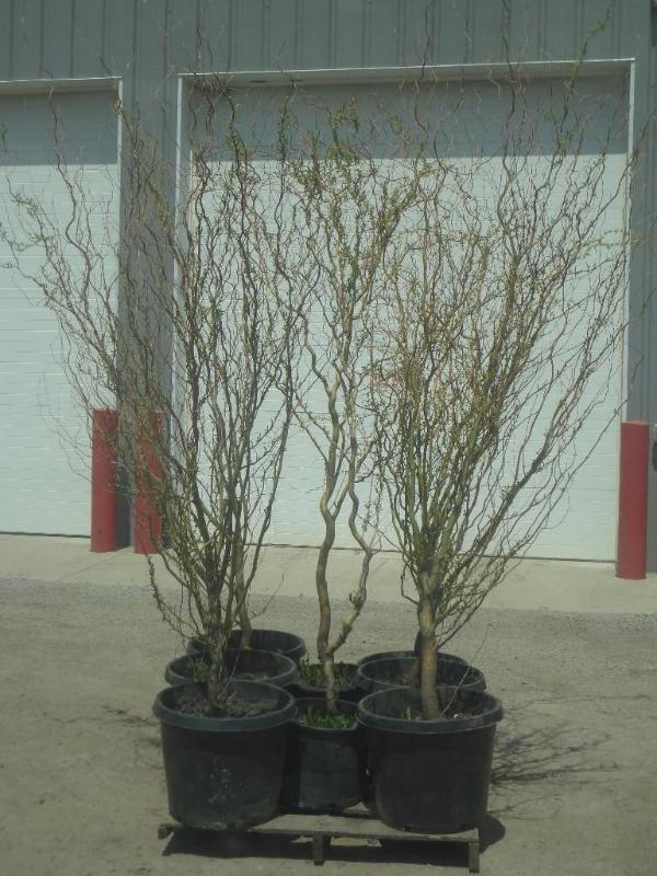 (8) Potted 5ft-8ft Corkscrew Willow...
