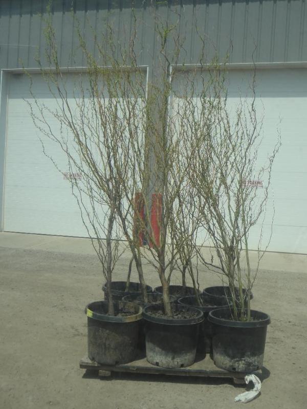 (8) Potted 6ft-8ft Corkscrew Willow...