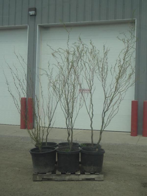 (6) Potted 5ft-8ft Corkscrew Willow...