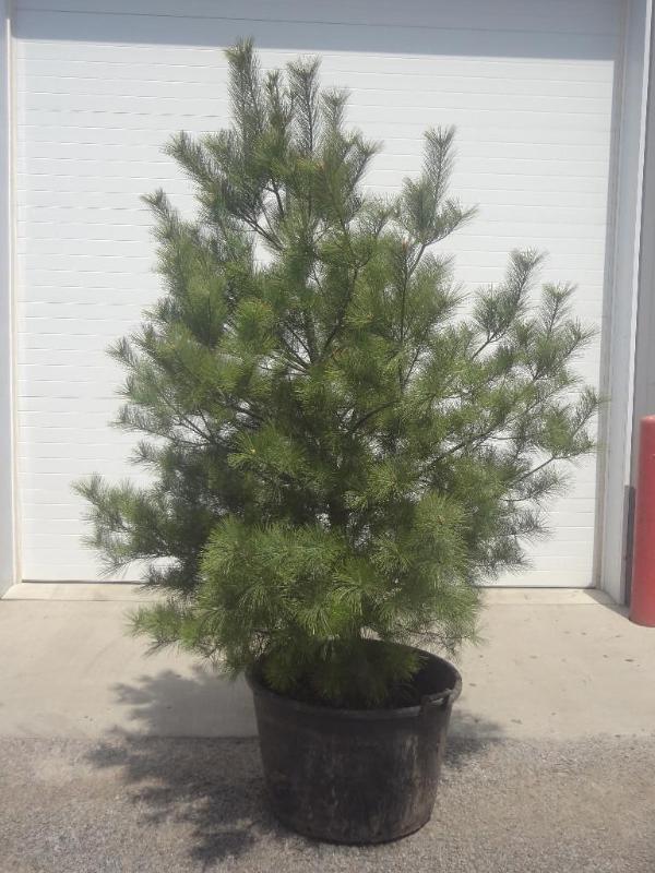8ft Potted White Pine (File Photo)...