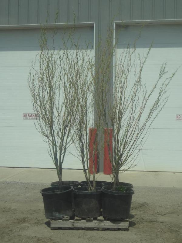 (6) Potted 6ft-8ft Corkscrew Willow...