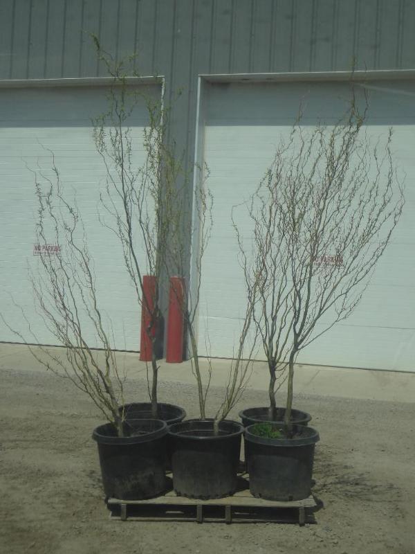 (6) Potted 6ft-8ft Corkscrew Willow...