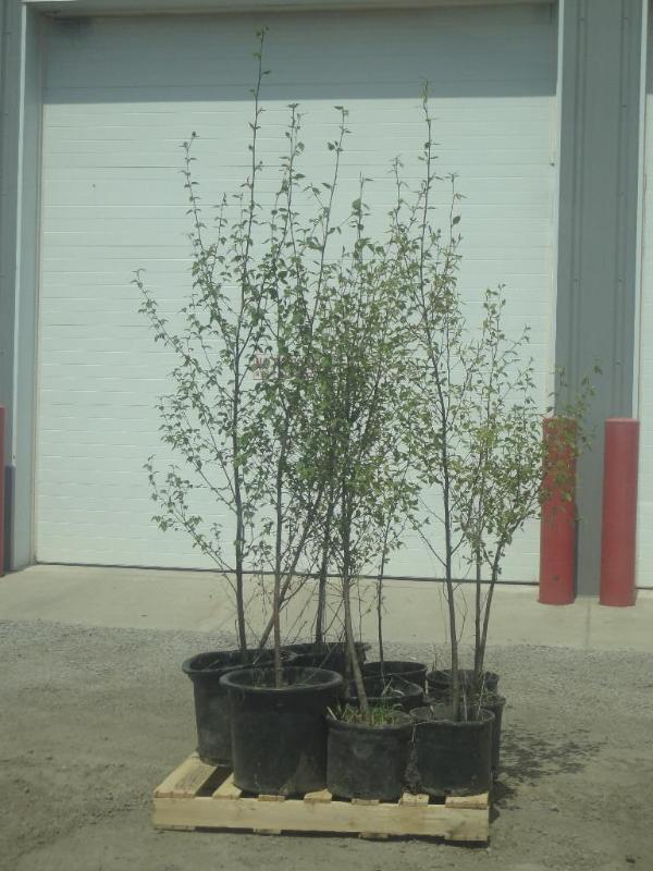 (10) Potted 4ft-6ft Paper Birch (Fi...