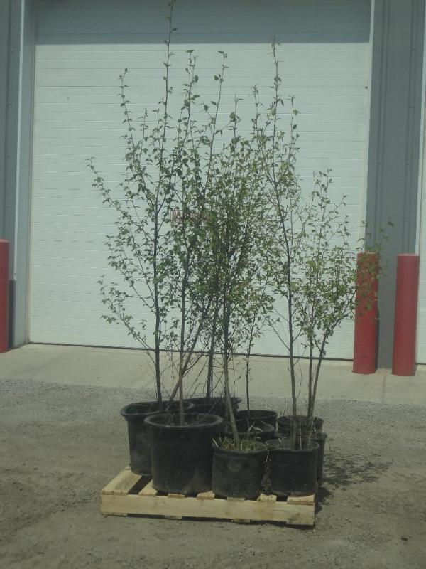 (12) Potted 4ft-6ft Paper Birch (Fi...