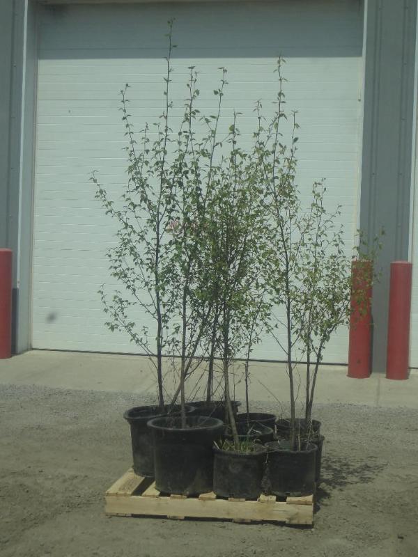 (12) Potted 4ft-6ft Paper Birch (Fi...