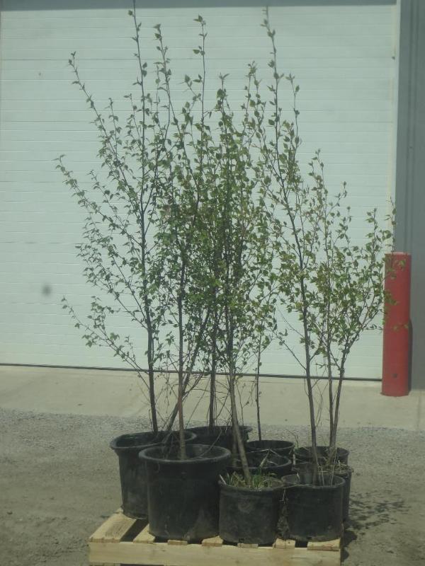 (9) Potted 5ft-8ft Paper Birch (Fil...