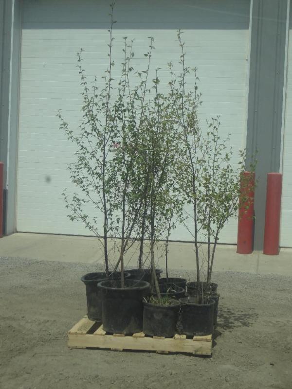 (12) Potted 4ft-6ft Paper Birch (Fi...