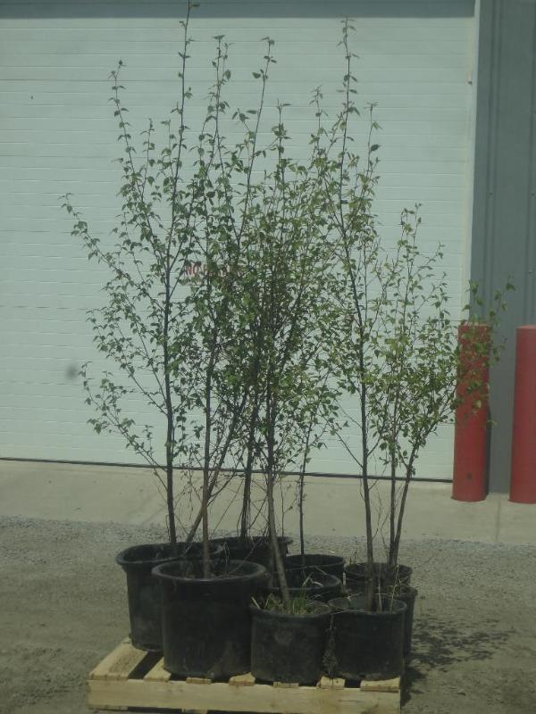 (12) Potted 4ft-6ft Paper Birch (Fi...
